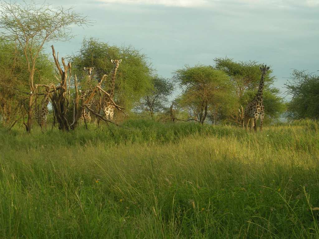 giraffes!