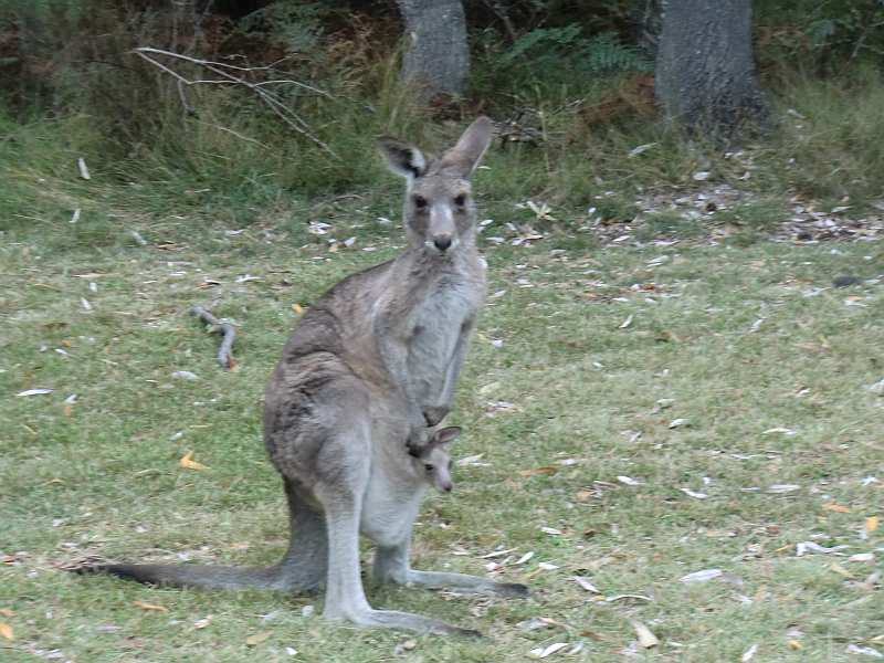 Wallaby with baby