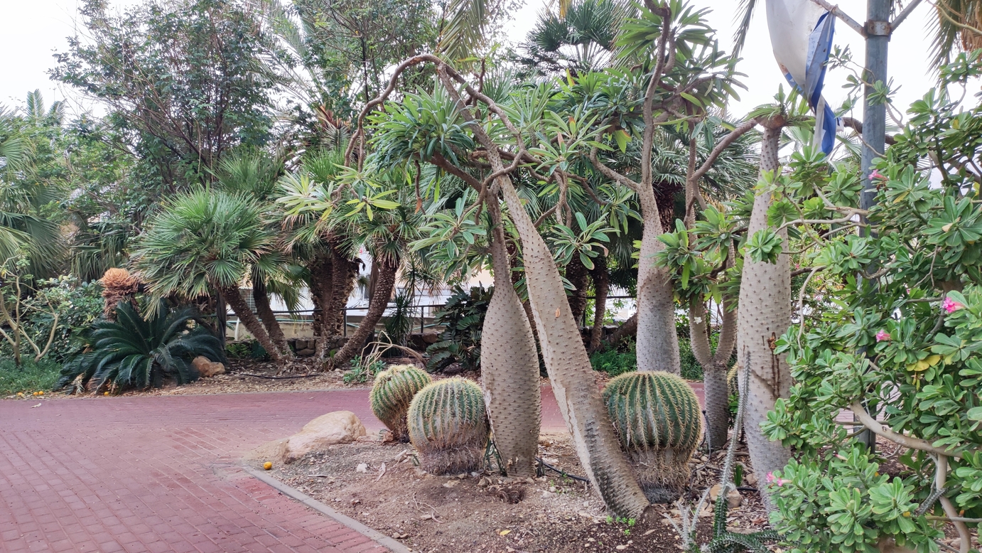 En Gedi Botanical Garden