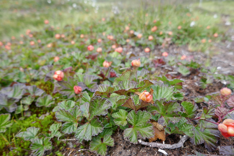 Moltebeeren!